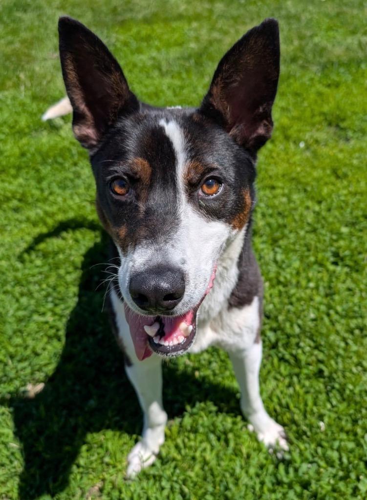Resi, a Adoptable mixed breed in Defiance, OH image 3/6
