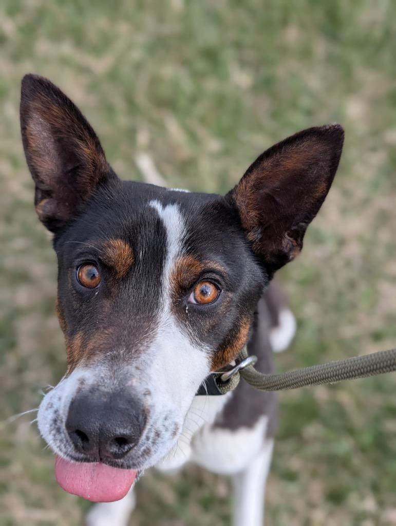 Enlarge Resi, a Adoptable mixed breed in Defiance, OH image 5/6