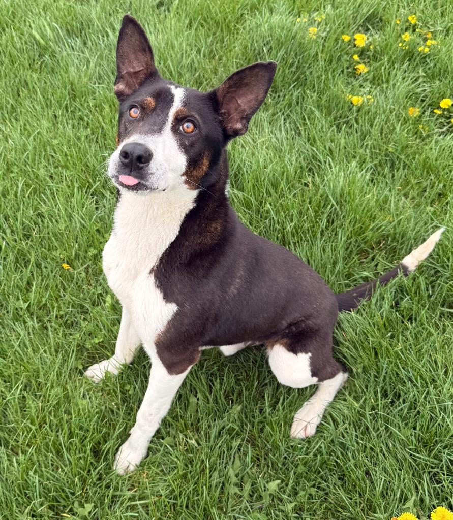 Enlarge Resi, a Adoptable mixed breed in Defiance, OH image 6/6