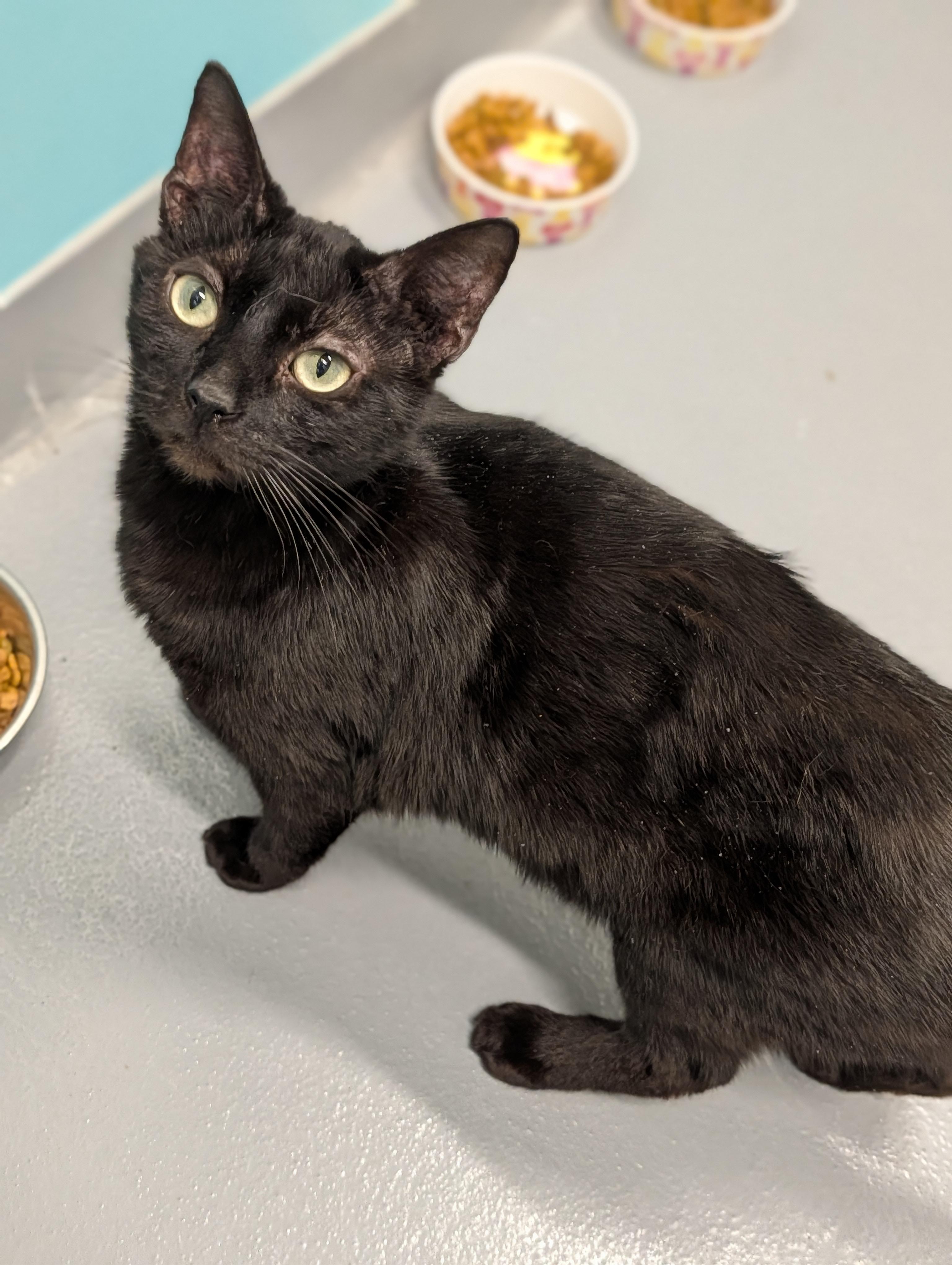 Binx, ADOPTABLE, Adult Male Domestic Short Hair.