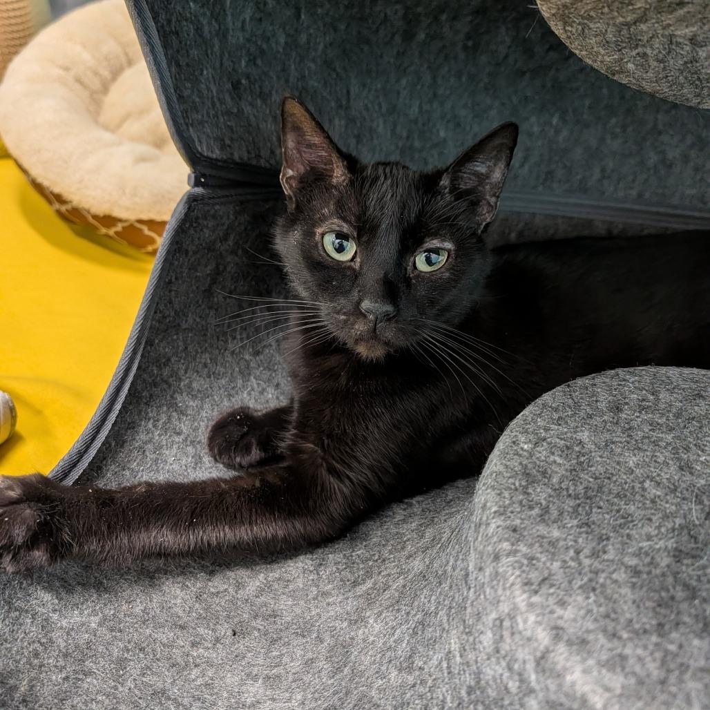 Enlarge Binx, a ADOPTABLE Domestic Short Hair in Cape Girardeau, MO image 2/2