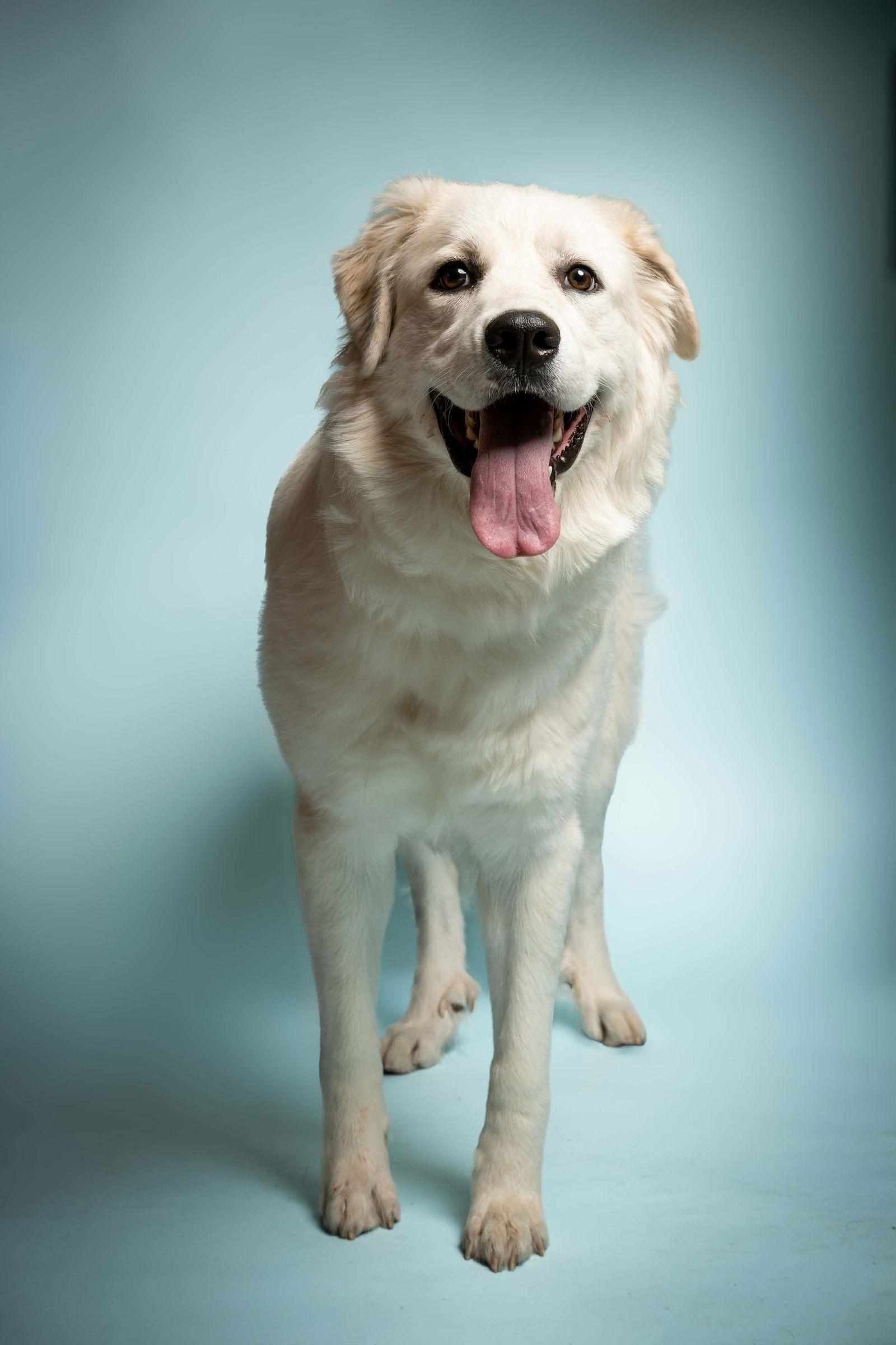 Eira, Adoptable, Young Female Great Pyrenees.