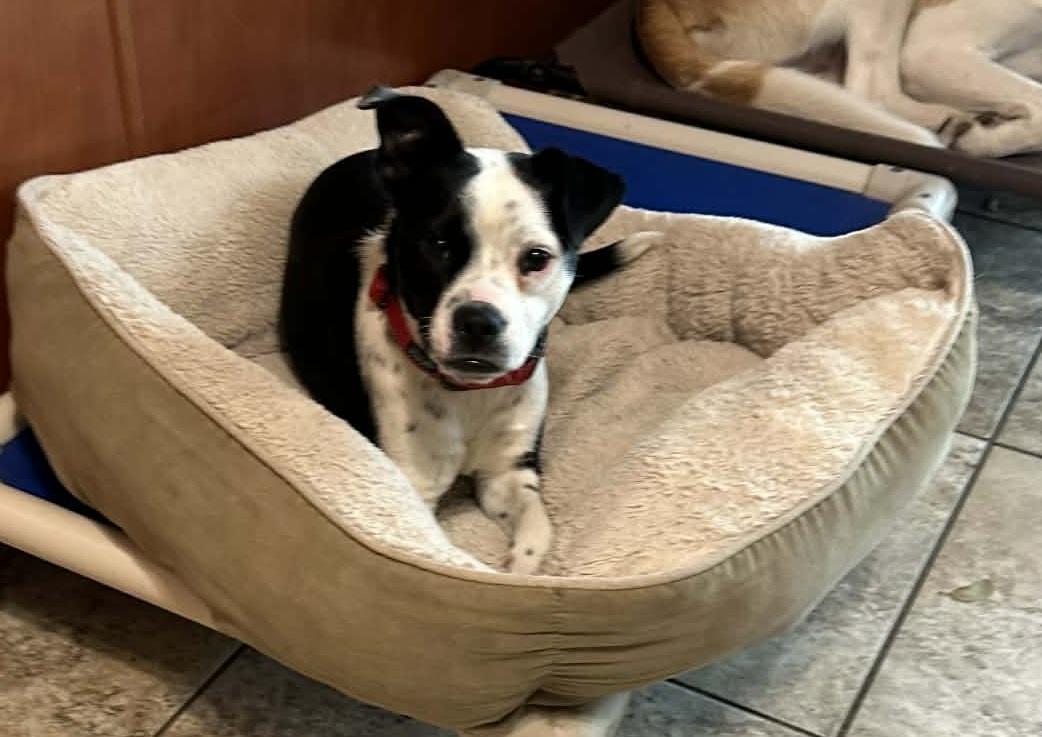 Enlarge Lulu, a ADOPTABLE mixed breed in Temple, TX image 5/5