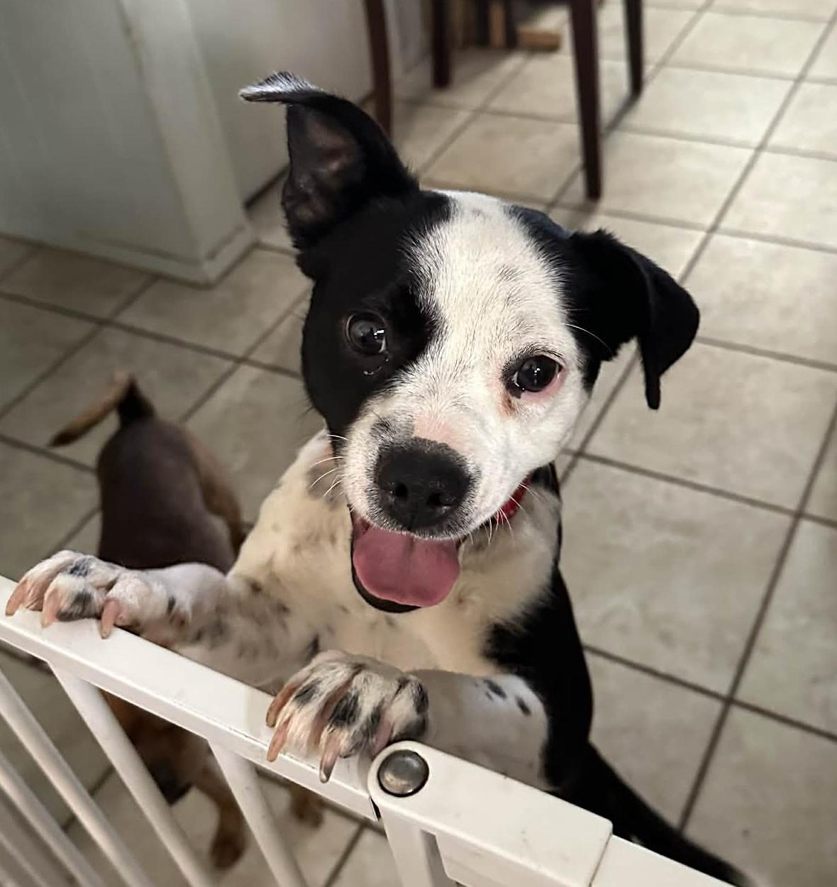 Enlarge Lulu, a ADOPTABLE mixed breed in Temple, TX image 2/5