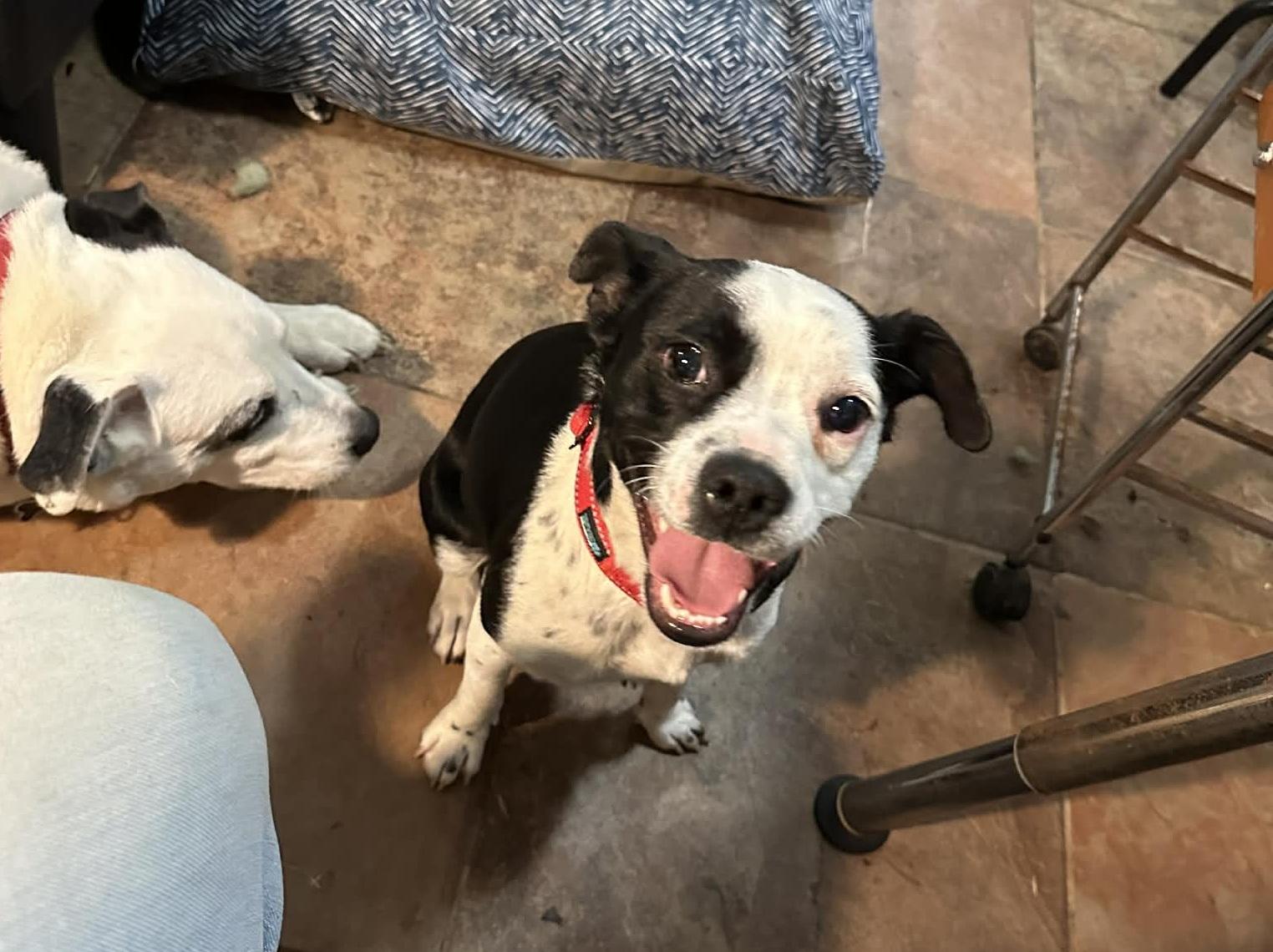 Enlarge Lulu, a ADOPTABLE mixed breed in Temple, TX image 3/5