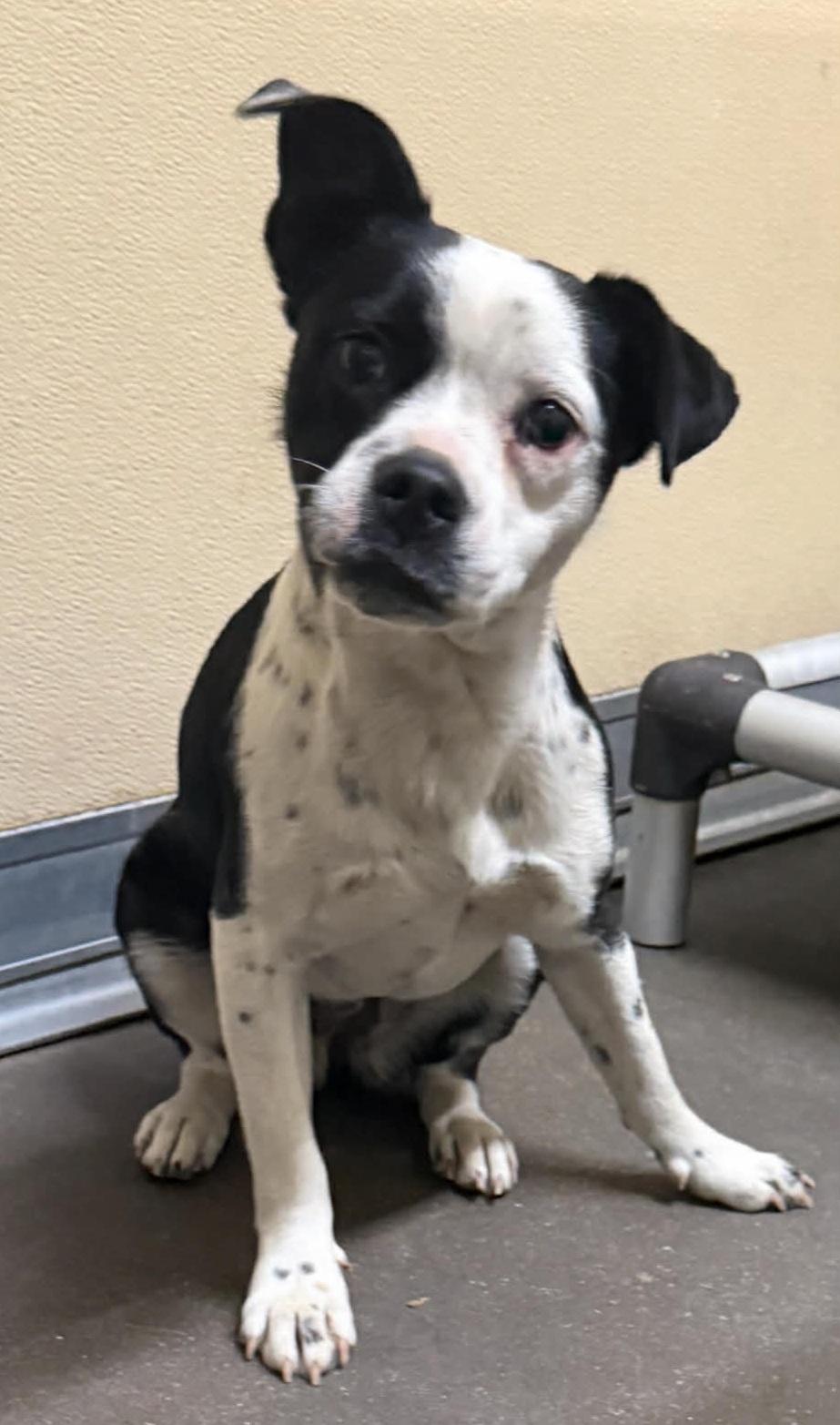 Enlarge Lulu, a ADOPTABLE mixed breed in Temple, TX image 1/5