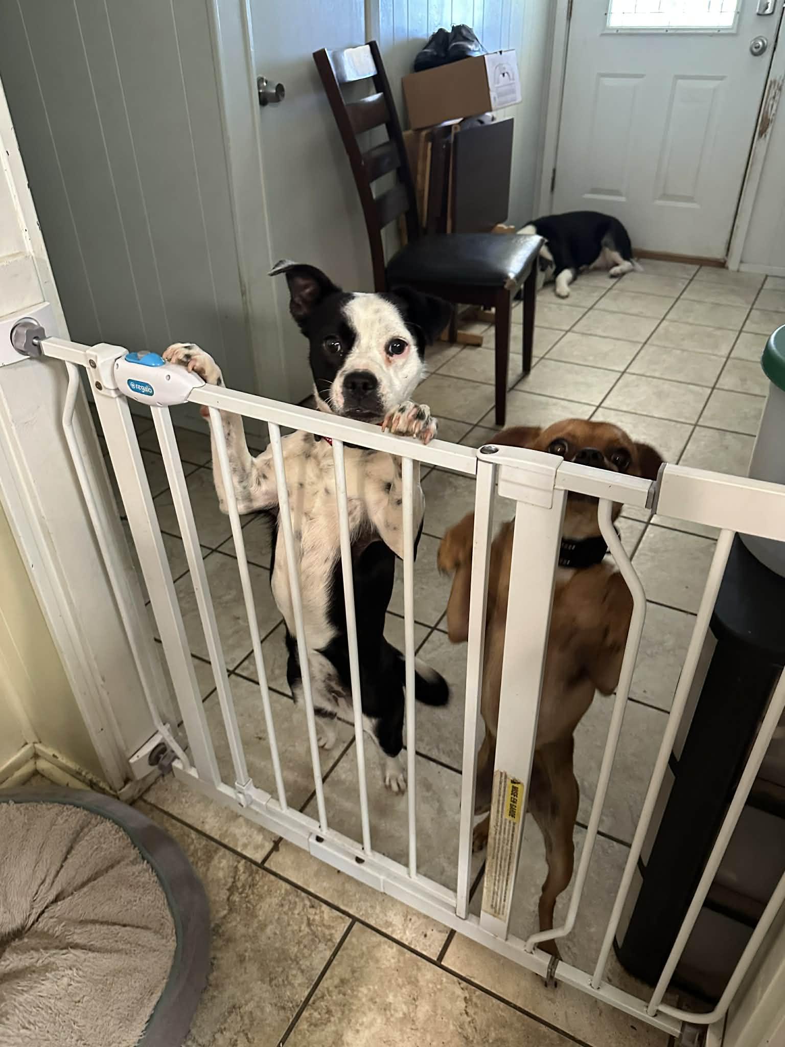 Enlarge Lulu, a ADOPTABLE mixed breed in Temple, TX image 4/5