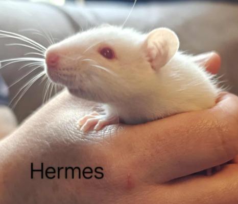 Apollo, Hermes & Opus, Adoptable, Baby Male Rat.