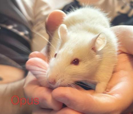 Enlarge Apollo, Hermes & Opus, a Adoptable Rat in Merrimack, NH image 2/3