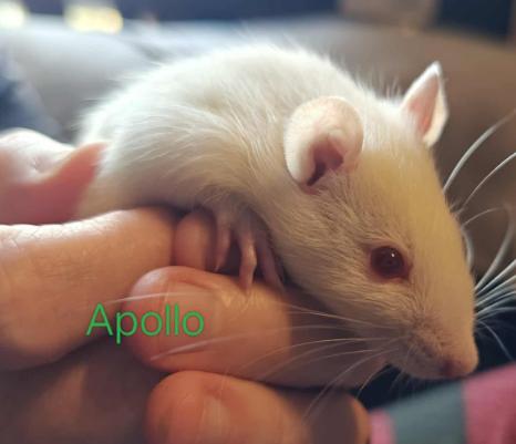 Enlarge Apollo, Hermes & Opus, a Adoptable Rat in Merrimack, NH image 3/3