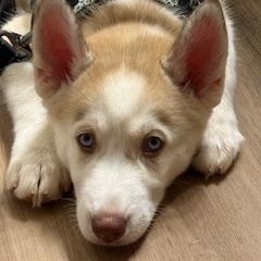 Enlarge Liberty, a ADOPTABLE Siberian Husky in Jasper, GA image 1/4