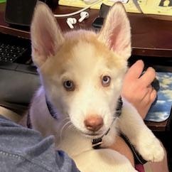 Enlarge Liberty, a ADOPTABLE Siberian Husky in Jasper, GA image 4/4