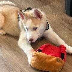 Enlarge Liberty, a ADOPTABLE Siberian Husky in Jasper, GA image 2/4