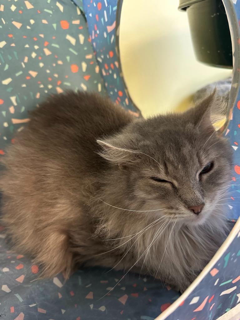 River, Adoptable, Senior Female Domestic Medium Hair.