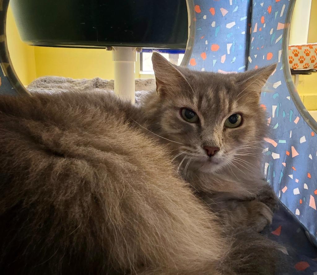 River, a Adoptable mixed breed in Blountville, TN image 2/5