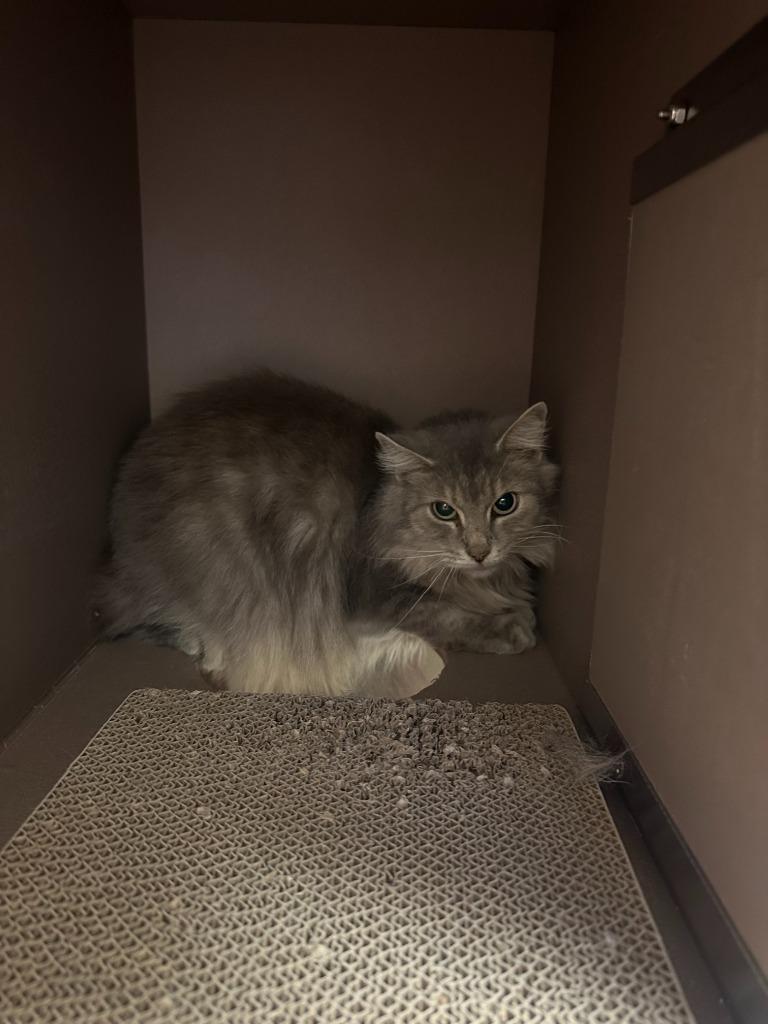 Enlarge River, a Adoptable mixed breed in Blountville, TN image 2/4