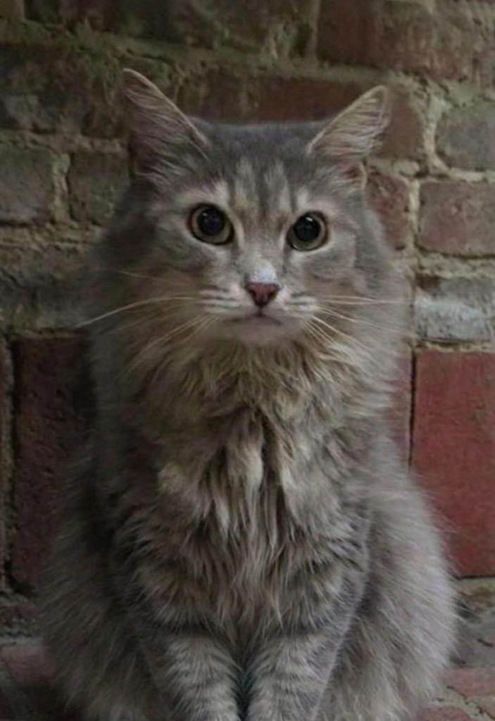 River, a Adoptable mixed breed in Blountville, TN image 4/5