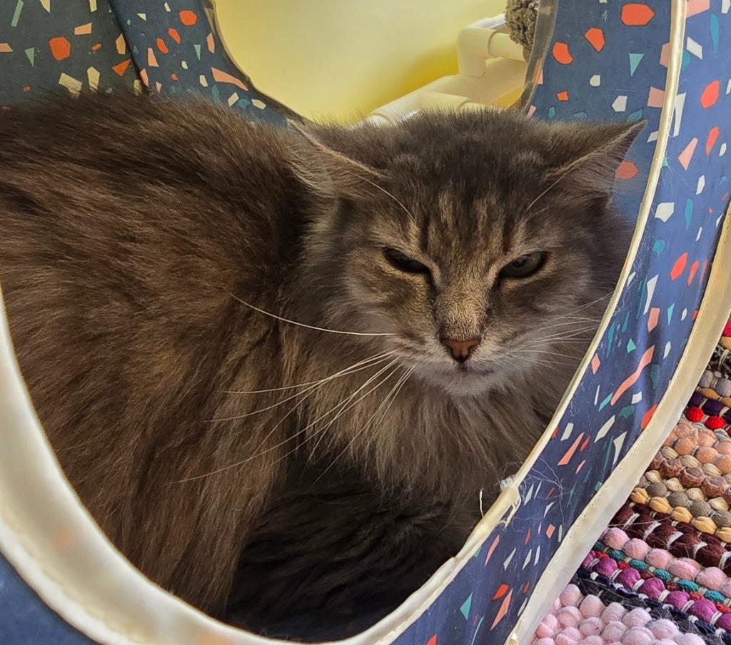 Enlarge River, a Adoptable mixed breed in Blountville, TN image 4/4