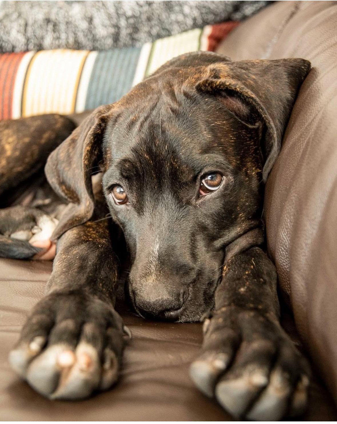 India, Adoptable, Adult Female Mastiff & Rottweiler.