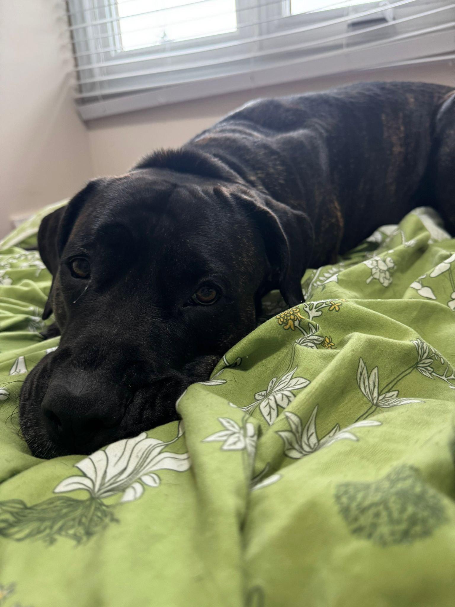 India, a Adoptable mixed breed in Etobicoke, ON image 2/3