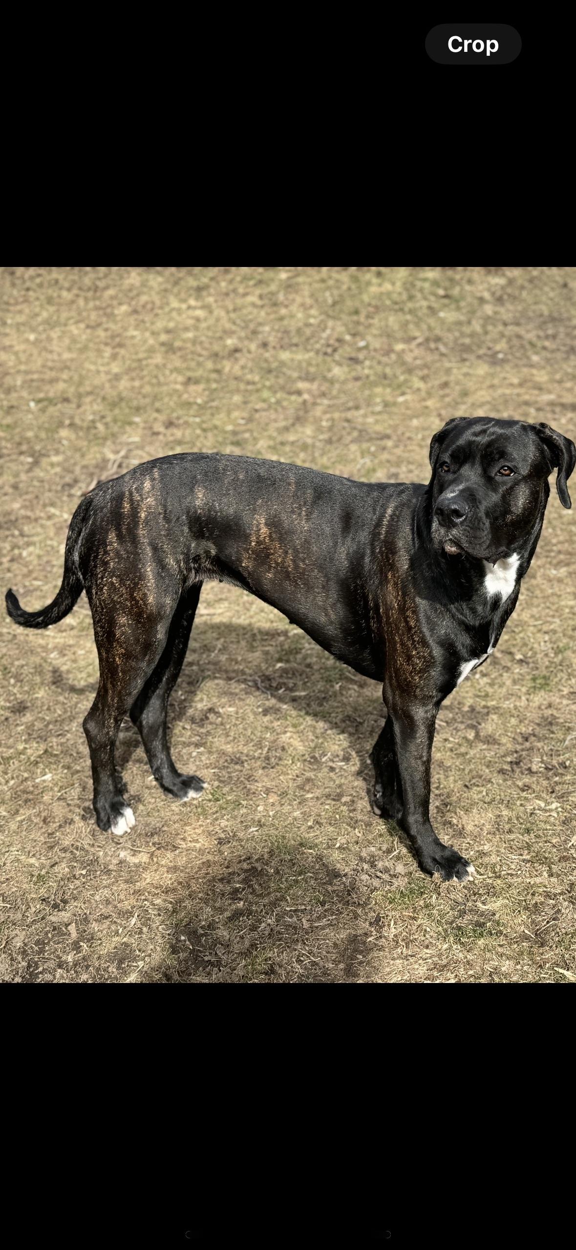 India, a Adoptable mixed breed in Etobicoke, ON image 3/3