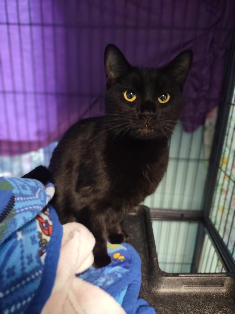 Halateez, Adoptable, Adult Male Domestic Short Hair.