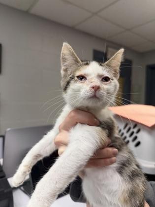 Pochocco — thumbnail 2