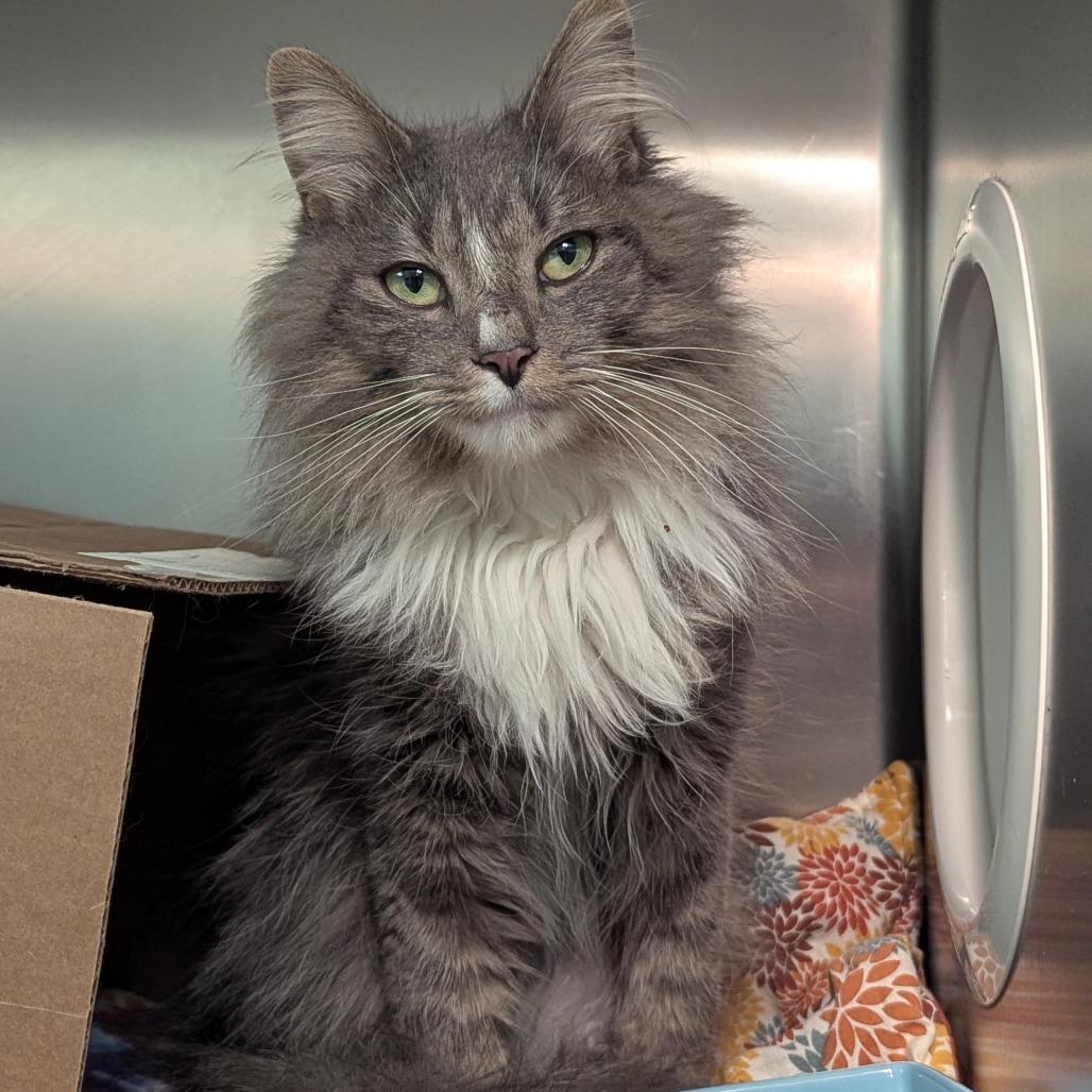 Serifina, ADOPTABLE, Young Female Domestic Short Hair.