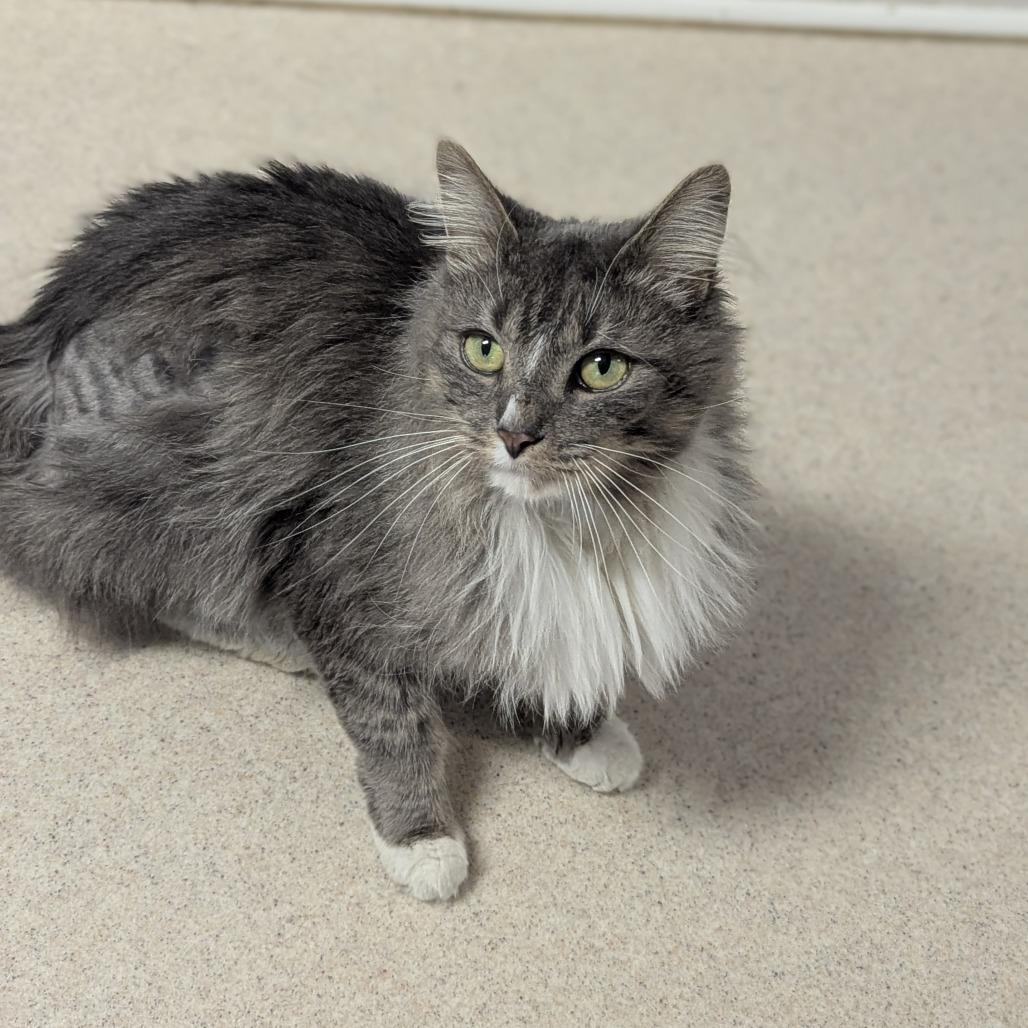 Enlarge Serifina, a ADOPTABLE Domestic Short Hair in Fenton, MI image 3/3