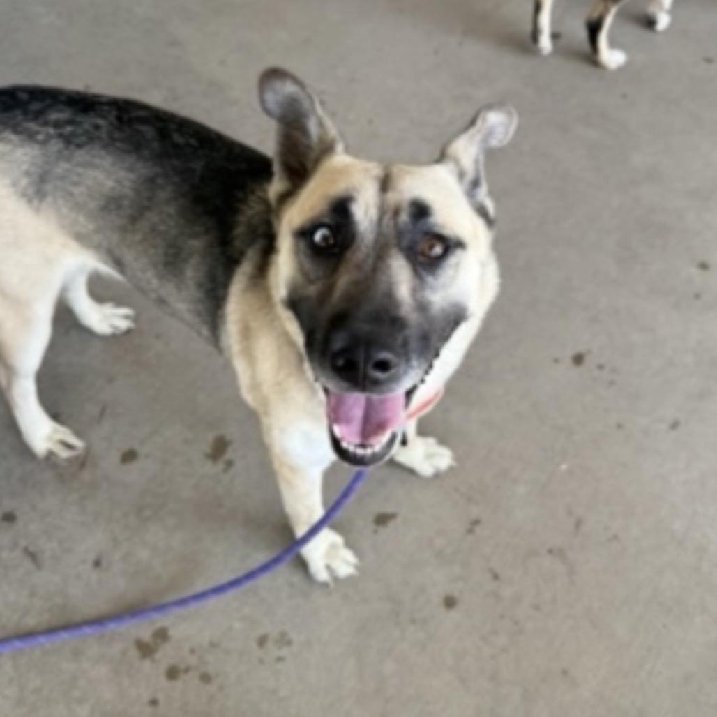 Enlarge Nilla, a Adoptable Shepherd in Collinsville , OK image 1/1