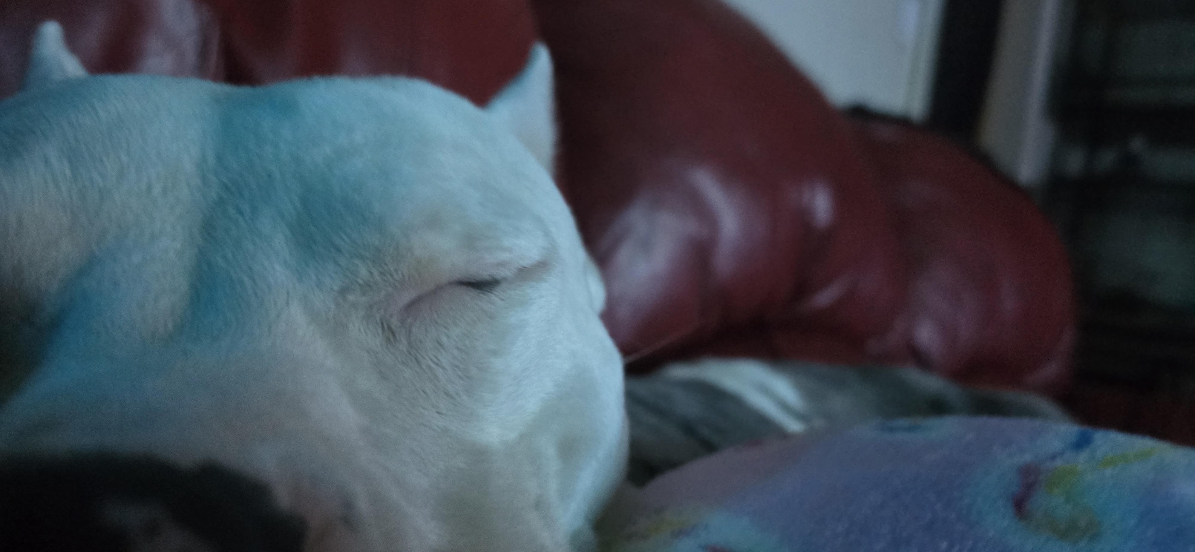 Enlarge Tsubaki, a Adoptable mixed breed in Fredericksburg, VA image 3/6