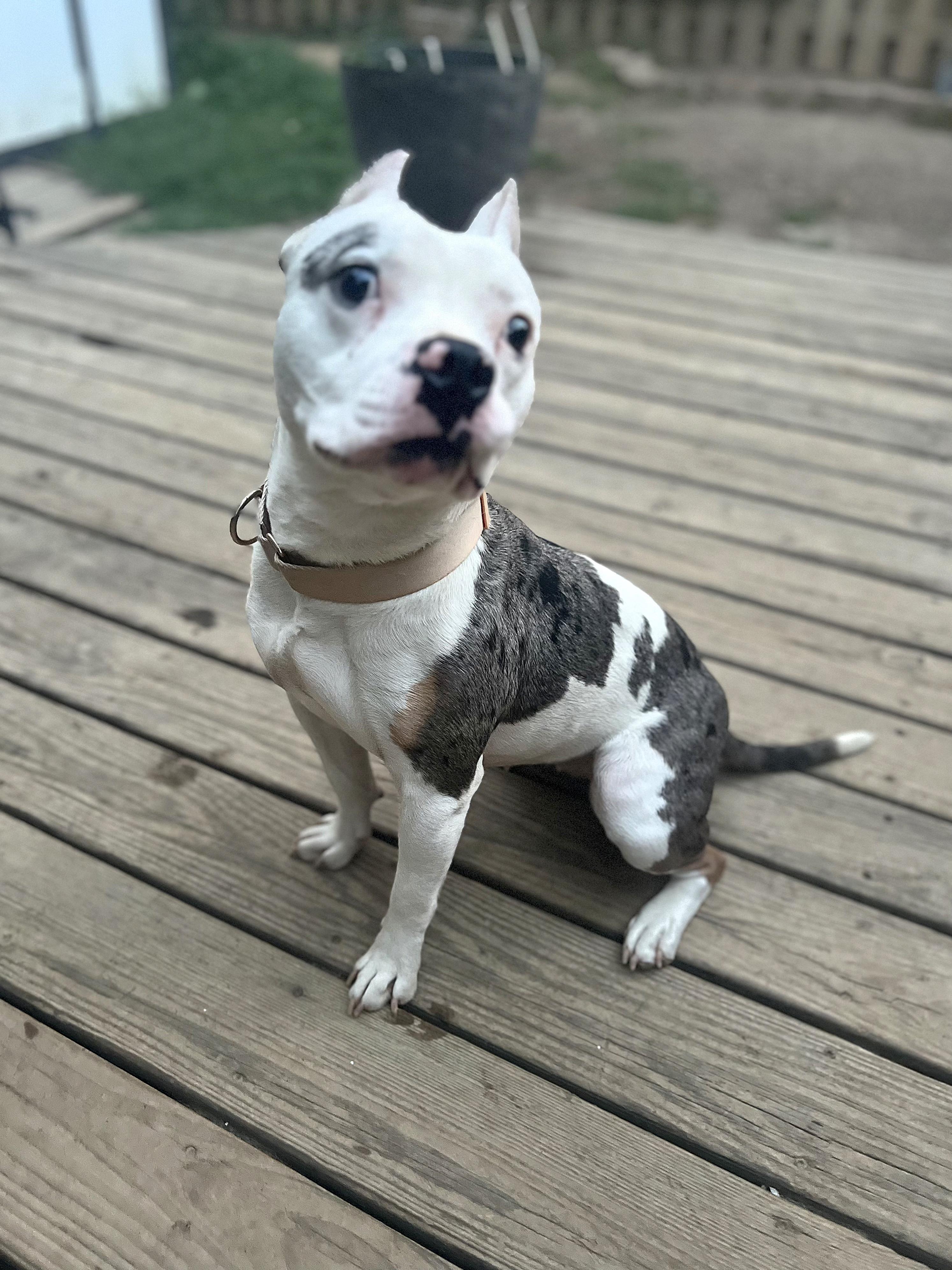 Enlarge Tsubaki, a Adoptable mixed breed in Fredericksburg, VA image 5/6