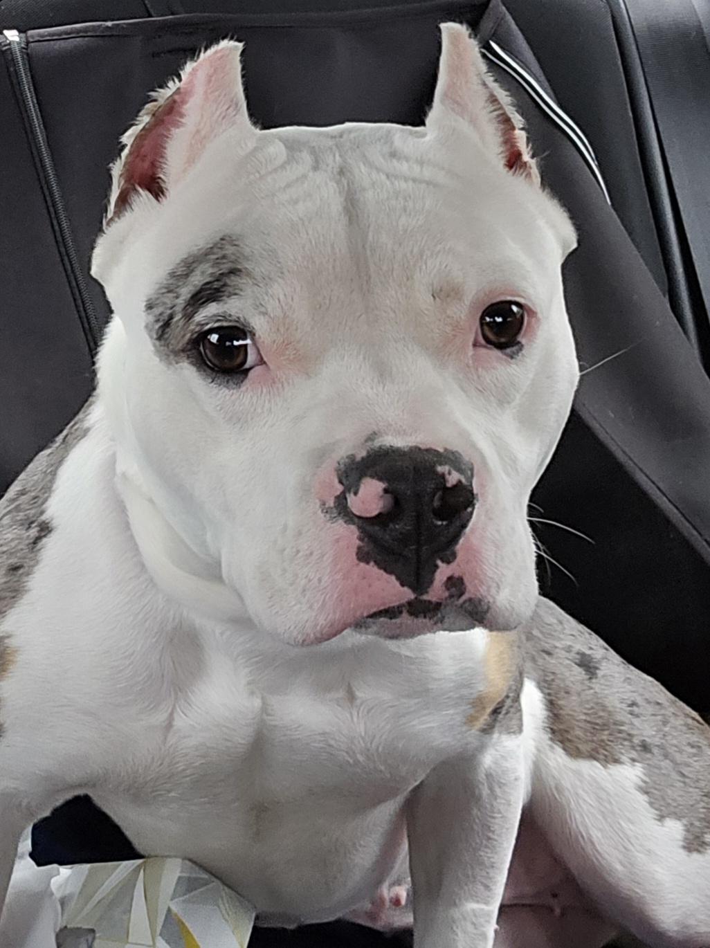 Tsubaki, Adoptable, Adult Female Pit Bull Terrier.