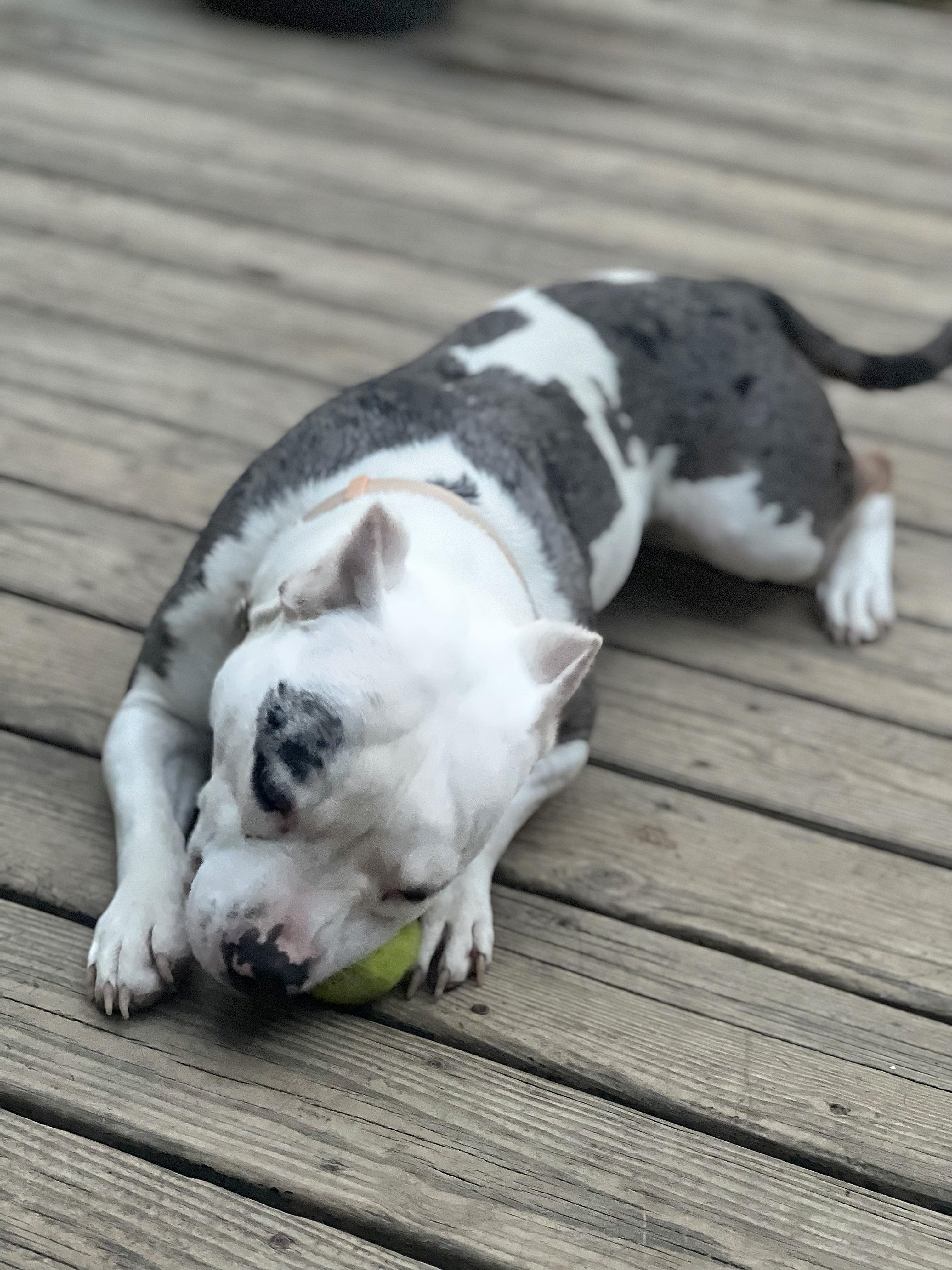 Enlarge Tsubaki, a Adoptable mixed breed in Fredericksburg, VA image 6/6
