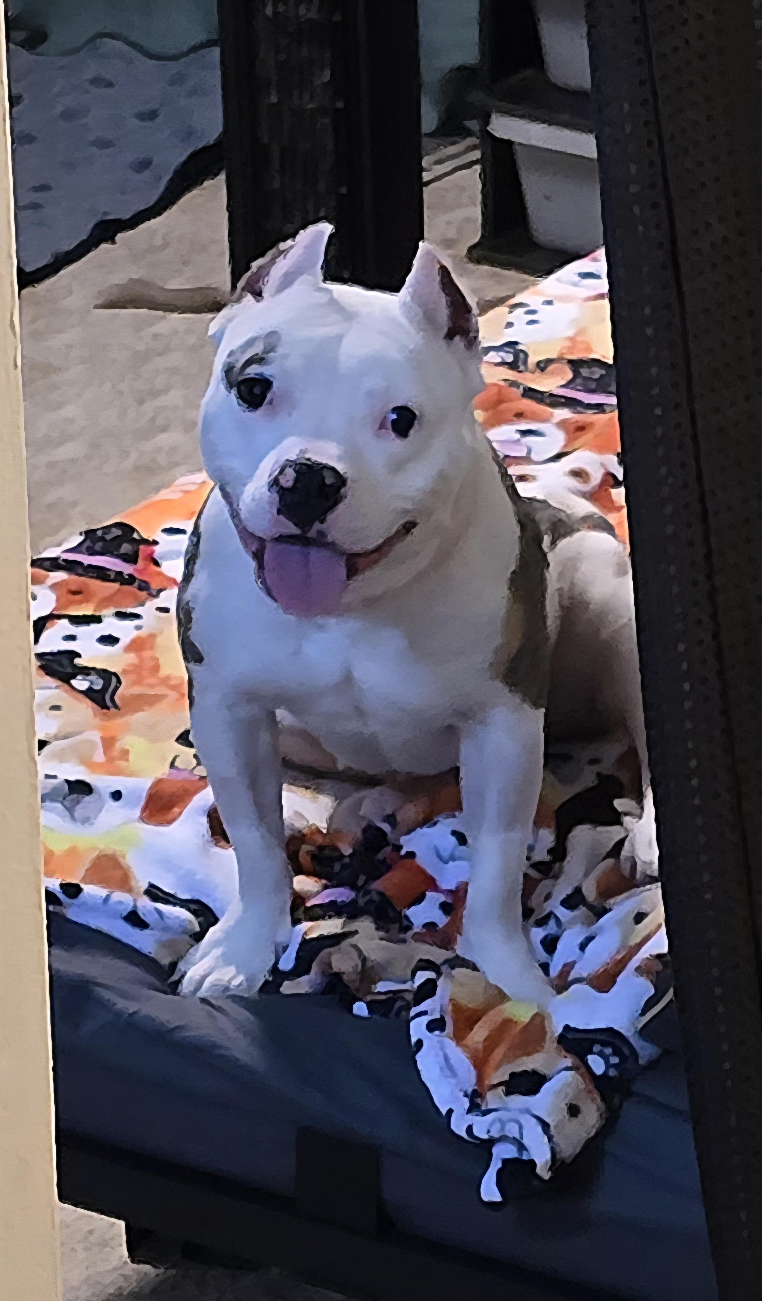 Enlarge Tsubaki, a Adoptable mixed breed in Fredericksburg, VA image 4/6