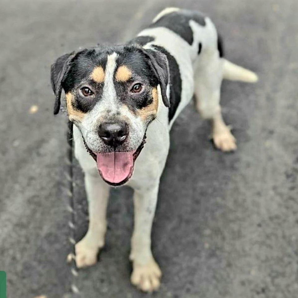 Hulk! "i Love Everyone!" thumbnail 2