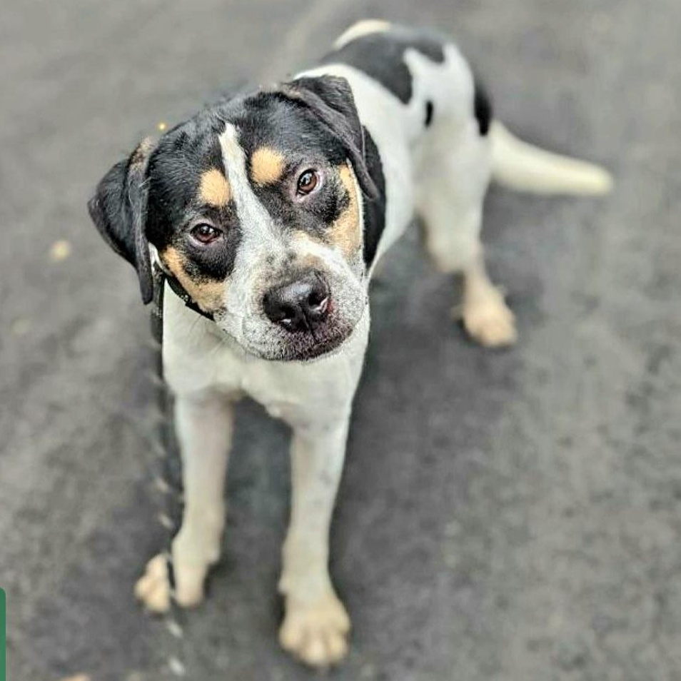 Hulk! "i Love Everyone!" thumbnail 4