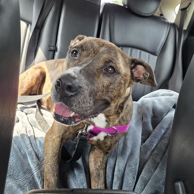 SAMANTHA, Adoptable, Adult Female Pit Bull Terrier.