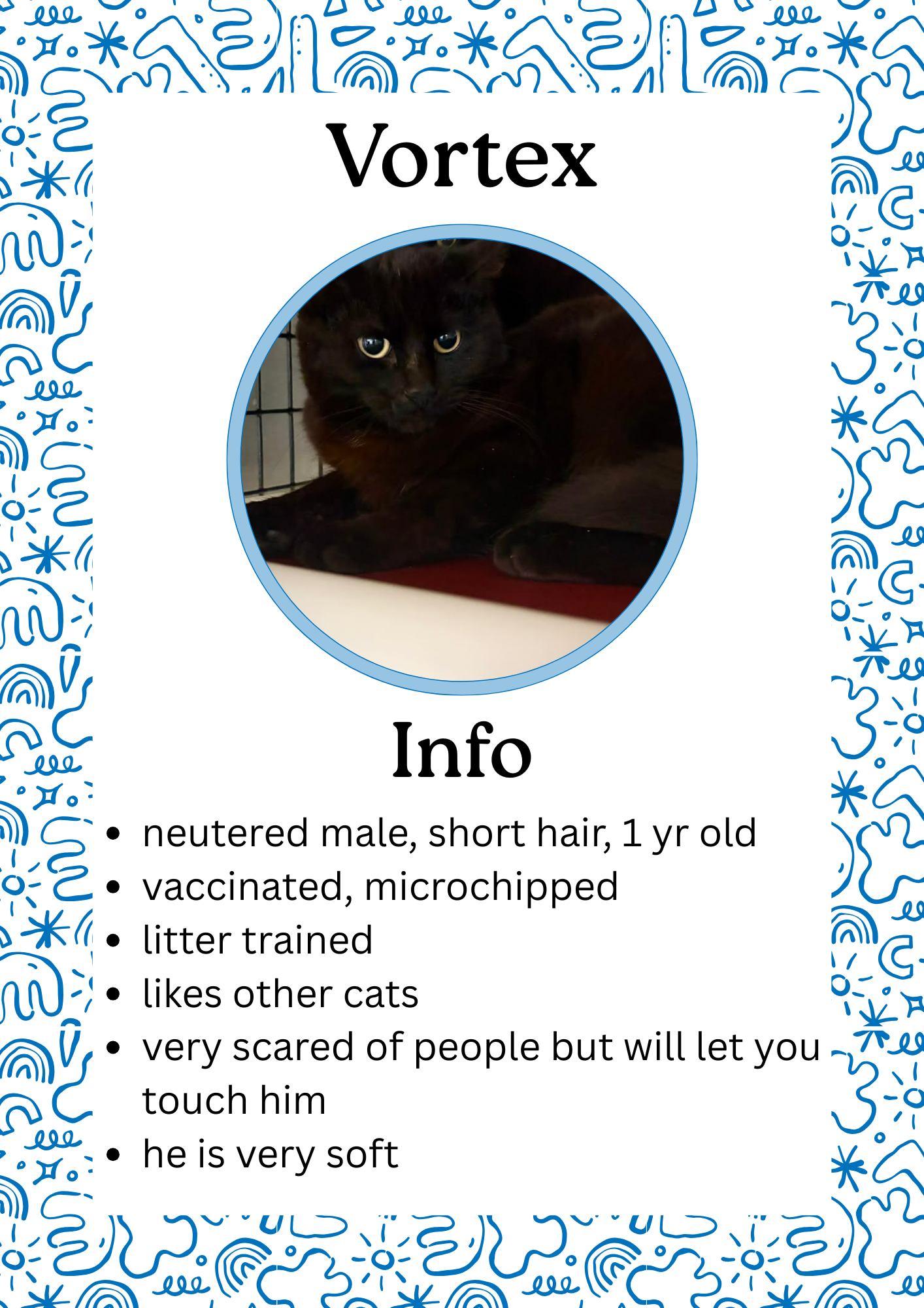 Enlarge Vortex, an adopted Domestic Short Hair in Greensburg, IN image 1/1