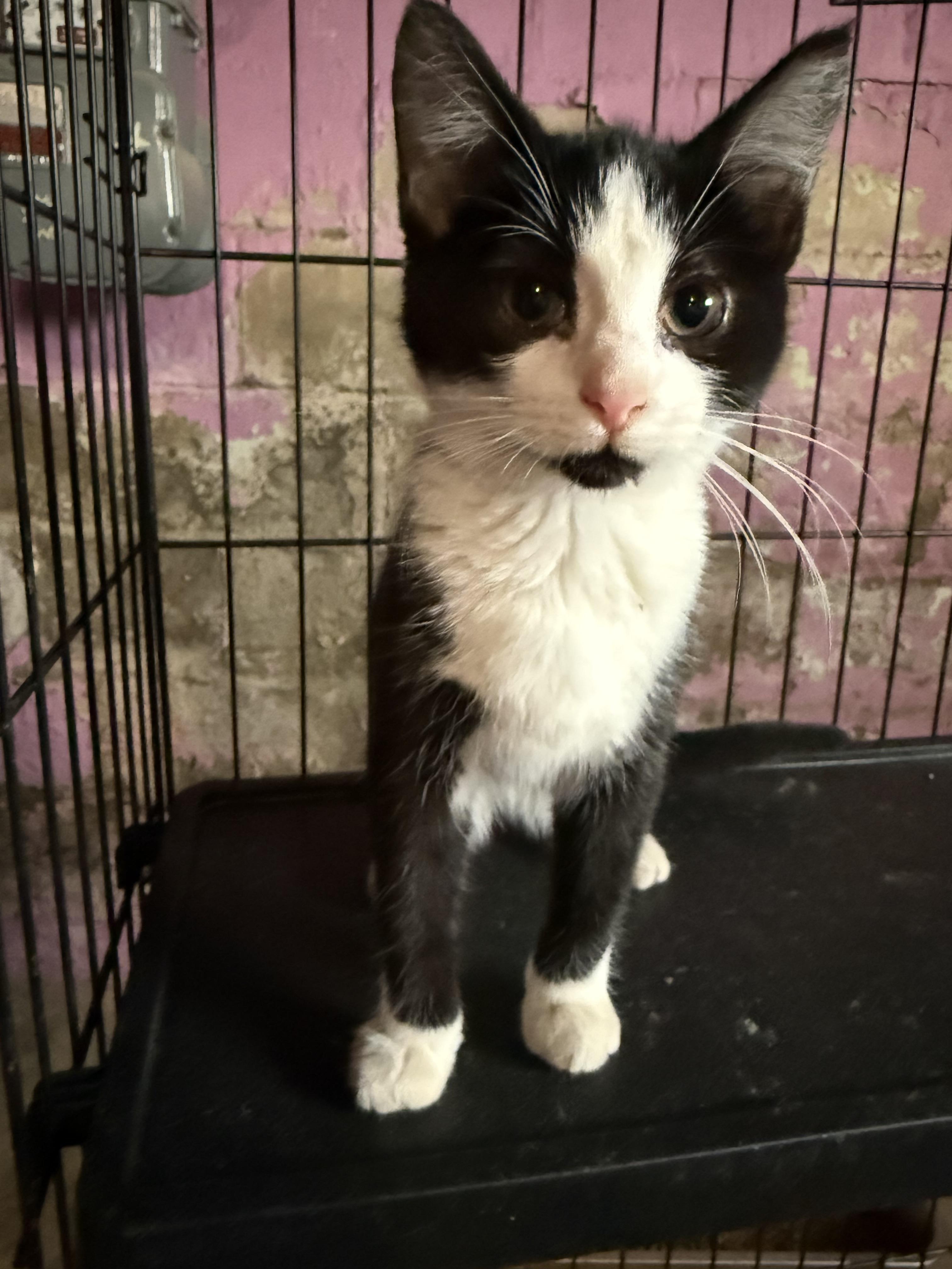 Ladybug, Adopted, Young Female American Shorthair.