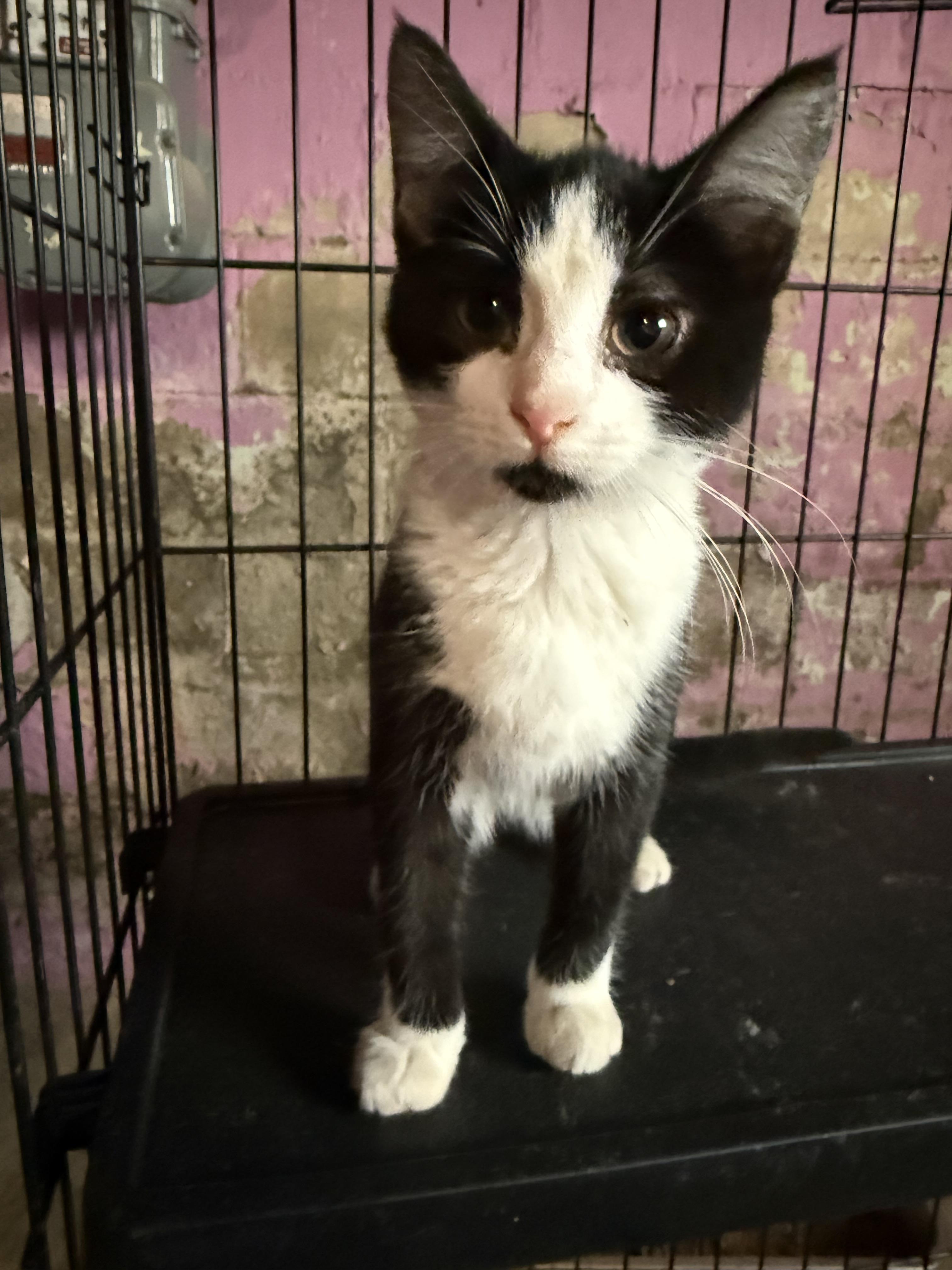 Enlarge Ladybug, a Adopted American Shorthair in Elmira, NY image 2/4