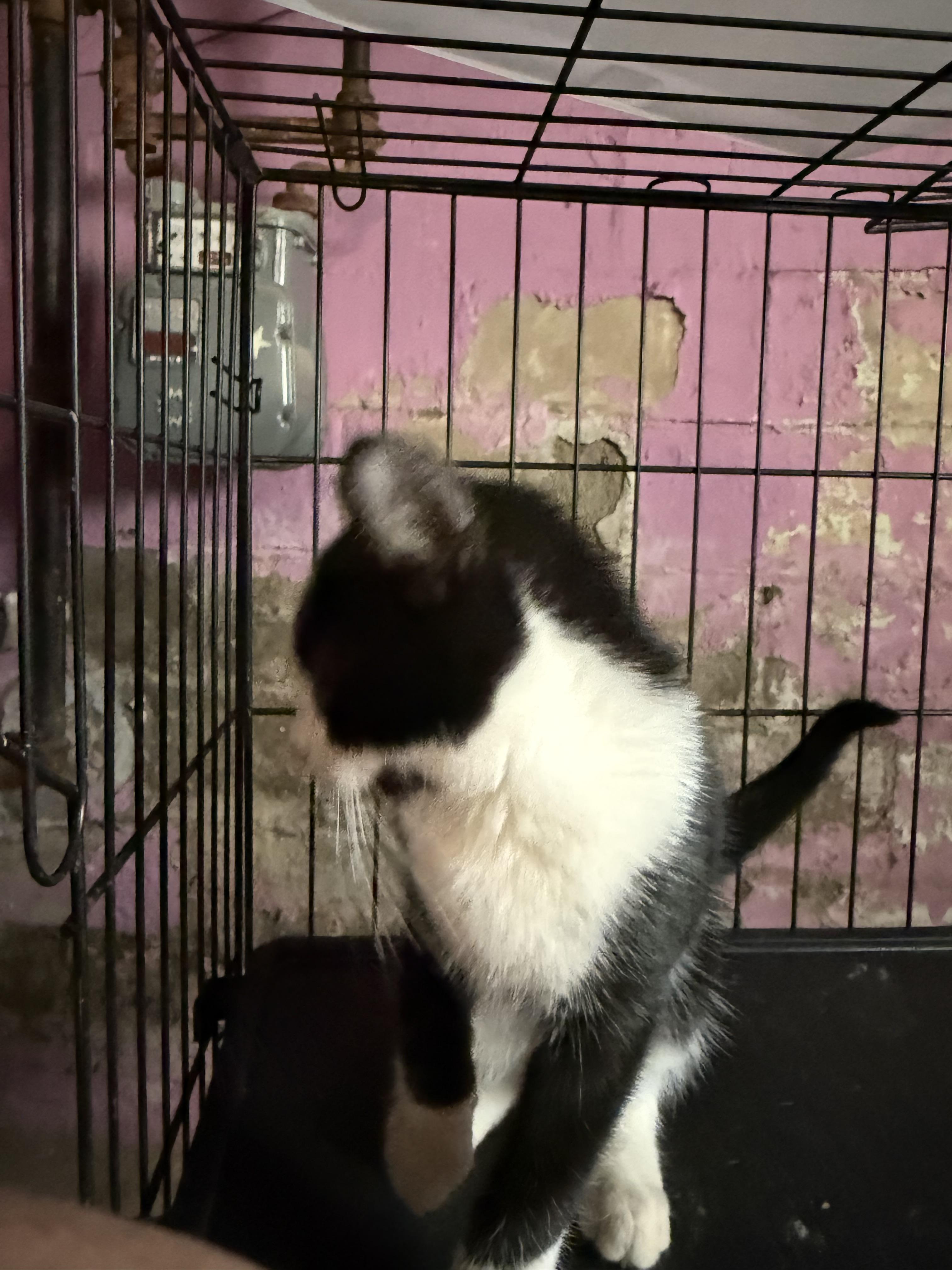 Enlarge Ladybug, a Adopted American Shorthair in Elmira, NY image 3/4