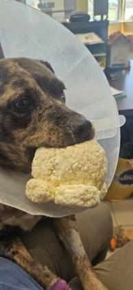 May, Adoptable, Adult Female Catahoula Leopard Dog & Mixed Breed.