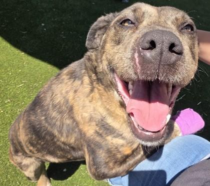 Enlarge May, a Adoptable mixed breed in Edgewood, NM image 2/3