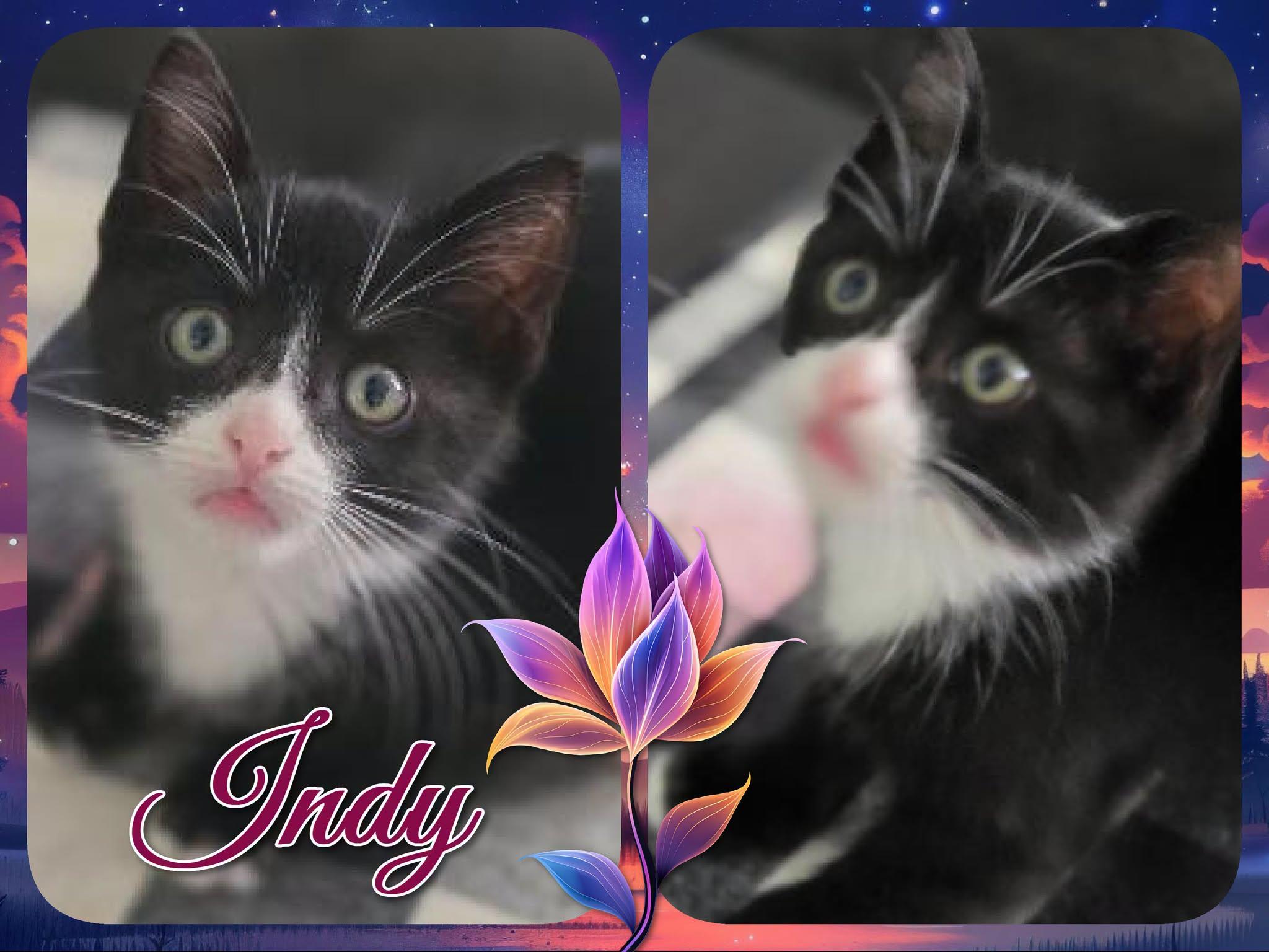 Indy, ADOPTABLE, Kitten Male Domestic Short Hair.