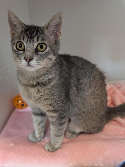 Venusaur, Adoptable, Kitten Female Domestic Short Hair & Domestic Short Hair.