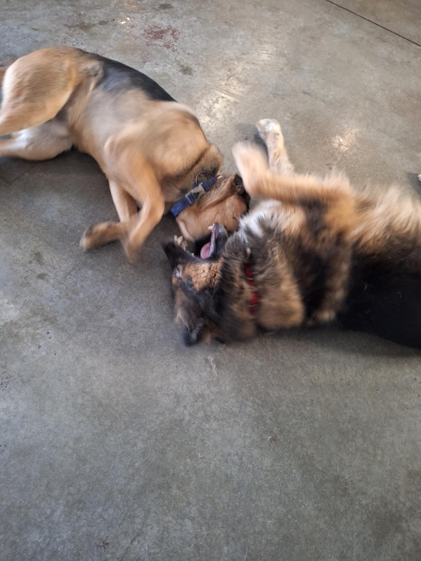 Ace, an adoptable German Shepherd Dog in Clifton Park, NY, 12065 | Photo Image 3