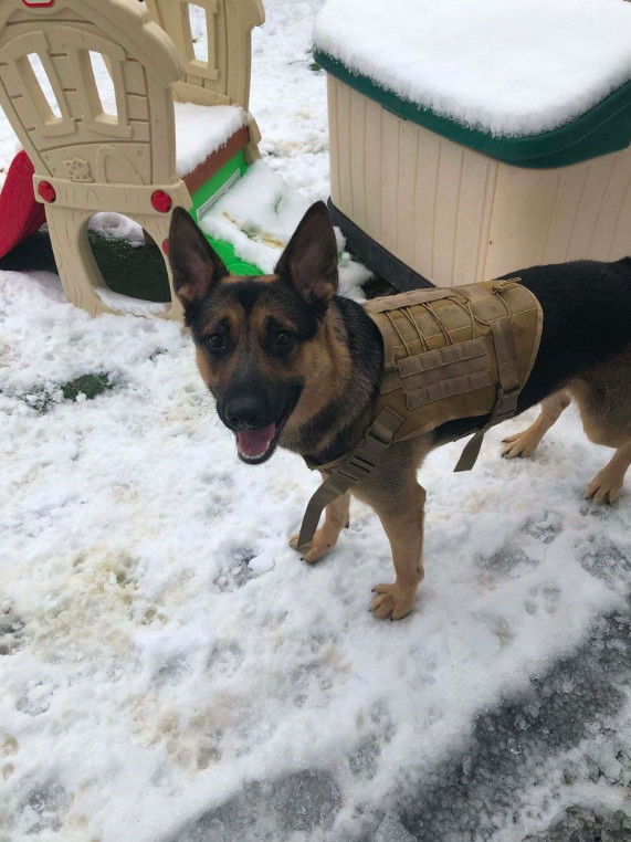 Ace, an adoptable German Shepherd Dog in Clifton Park, NY, 12065 | Photo Image 2