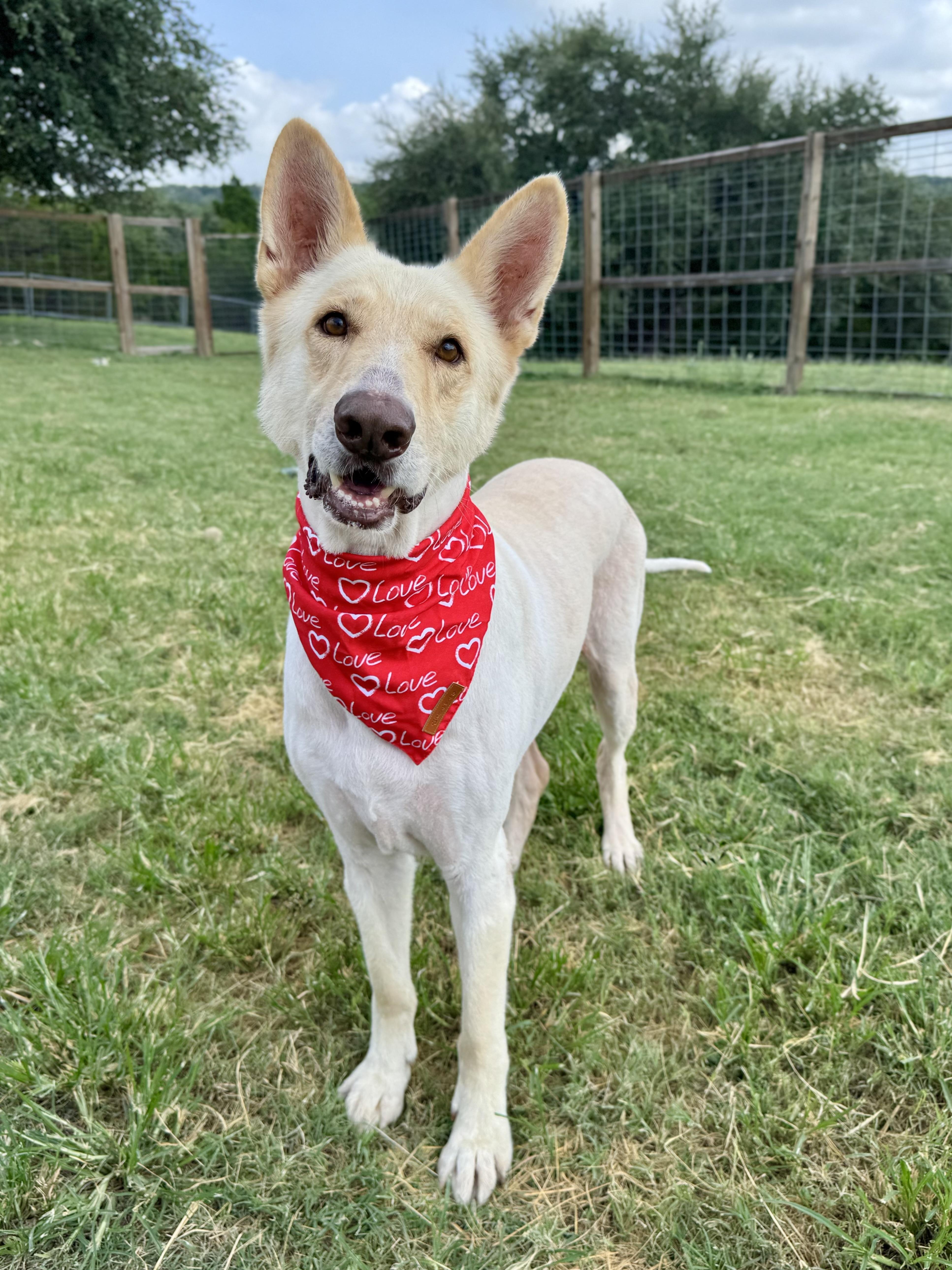 Lucky, a Adoptable German Shepherd Dog in Southport, CT image 2/6