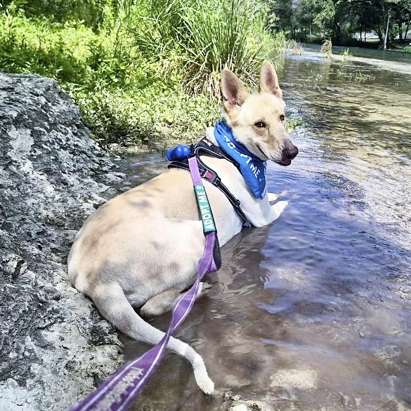 Lucky, a Adoptable German Shepherd Dog in Southport, CT image 5/6